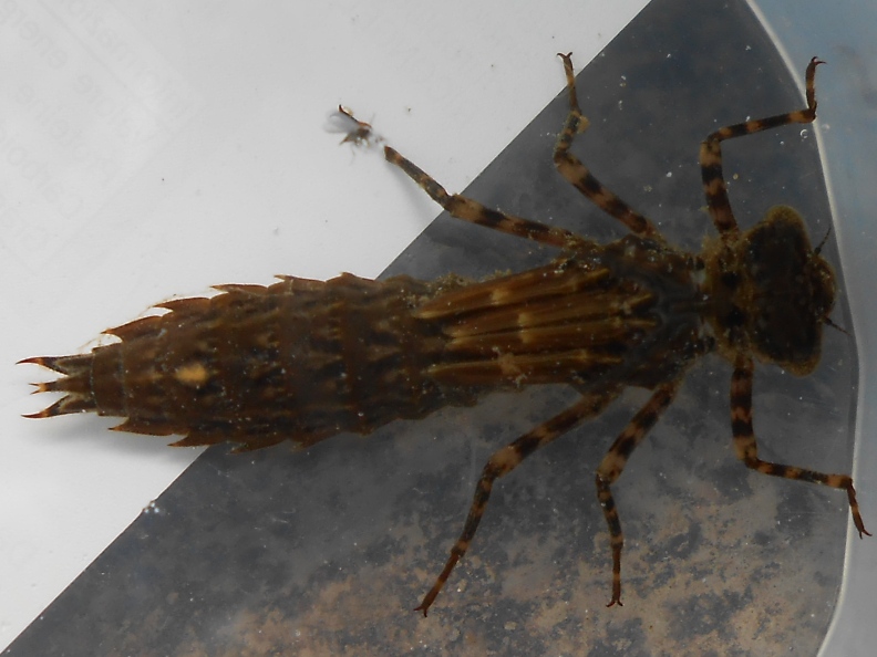 Larva di Aeshna?  No,  di Boyeria irene